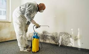 Cortez, CO Mold Removal Company